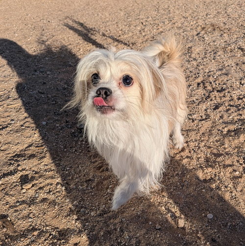 Kutter, an adoptable Terrier in Vail, AZ