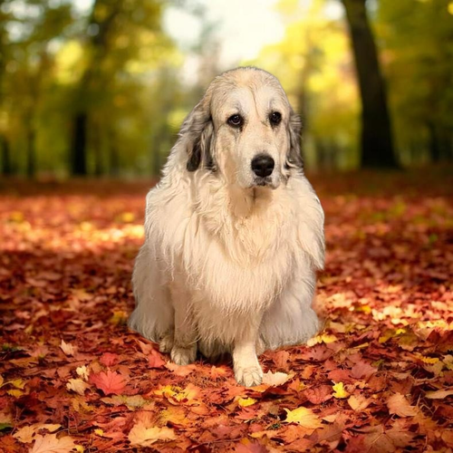 Madison, an adoptable Great Pyrenees in Vail, AZ
