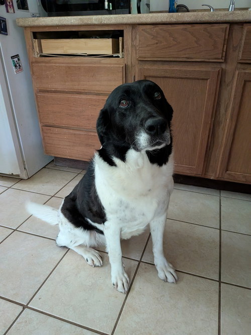 June, an adoptable Terrier in Vail, AZ