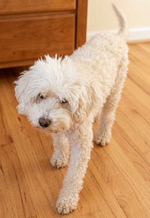 Estrella, an adoptable Poodle in Vail, AZ