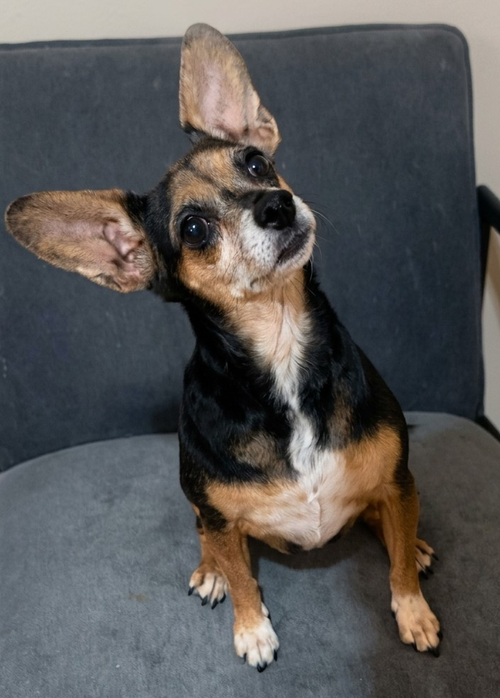 Yume, an adoptable Chihuahua in Vail, AZ