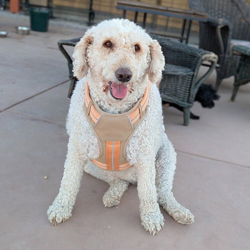 Valentina, an adoptable Labrador Retriever in Vail, AZ