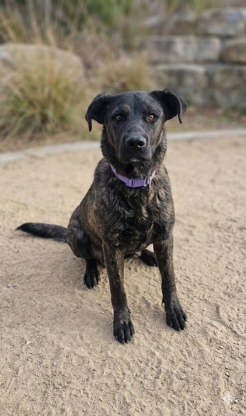 Axel, an adoptable Terrier in Vail, AZ