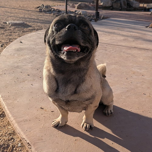 Sakura, an adoptable Pug in Vail, AZ