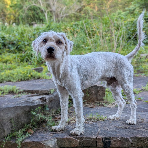 Baker, an adoptable Poodle in Vail, AZ