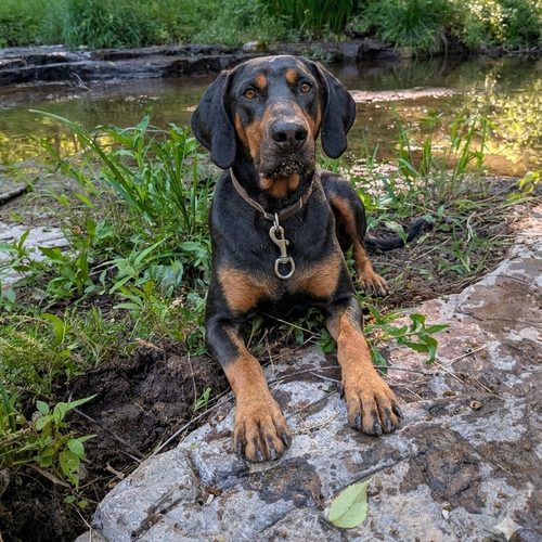 Lincoln, an adoptable Doberman Pinscher in Vail, AZ