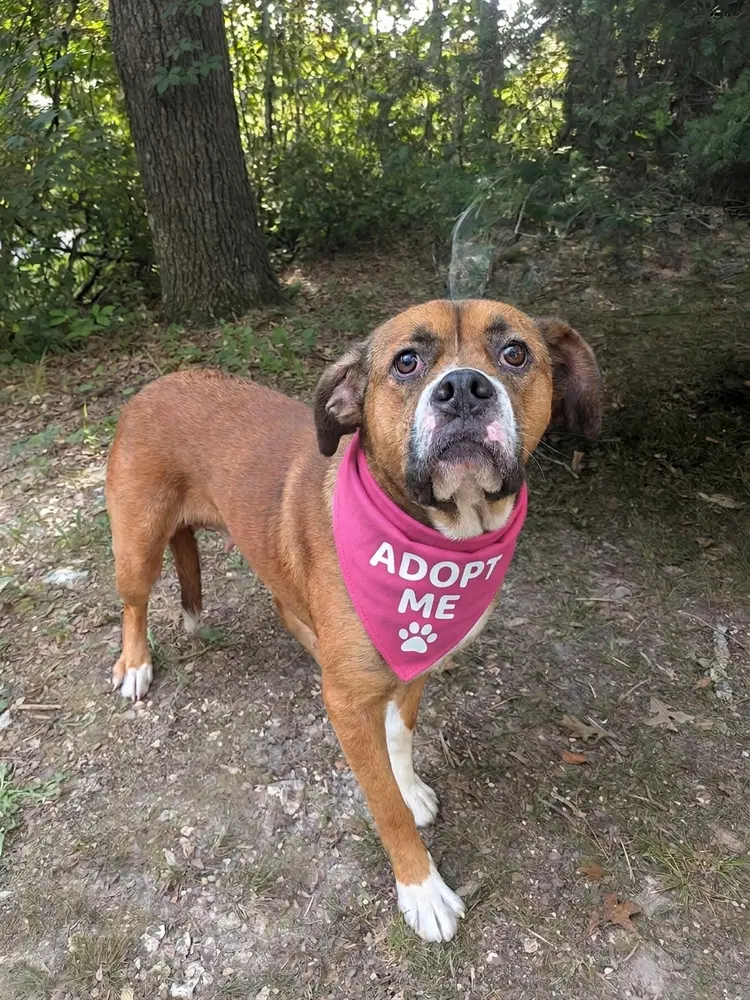 Jenny - Boxer