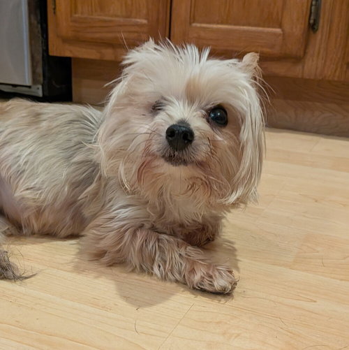 Sunshine, an adoptable Yorkshire Terrier Yorkie in Vail, AZ