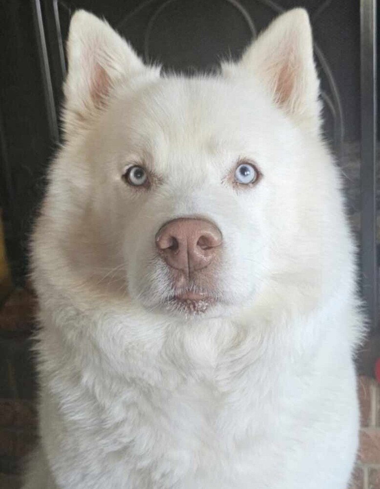 Coda Blue