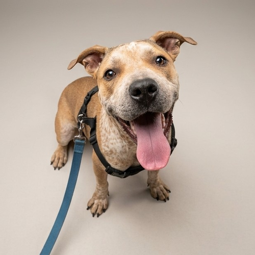 picture of the dog needing adoption