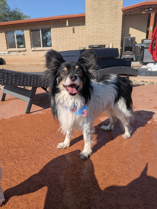 picture of the dog needing adoption