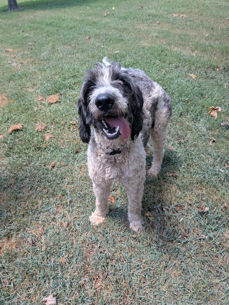 Mazie