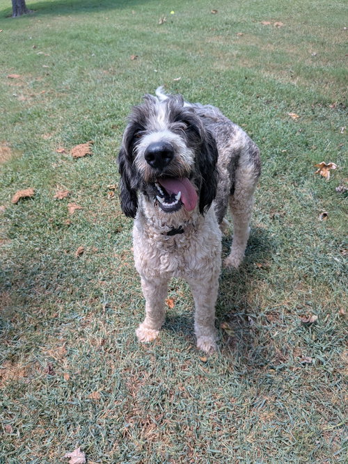 picture of the dog needing adoption