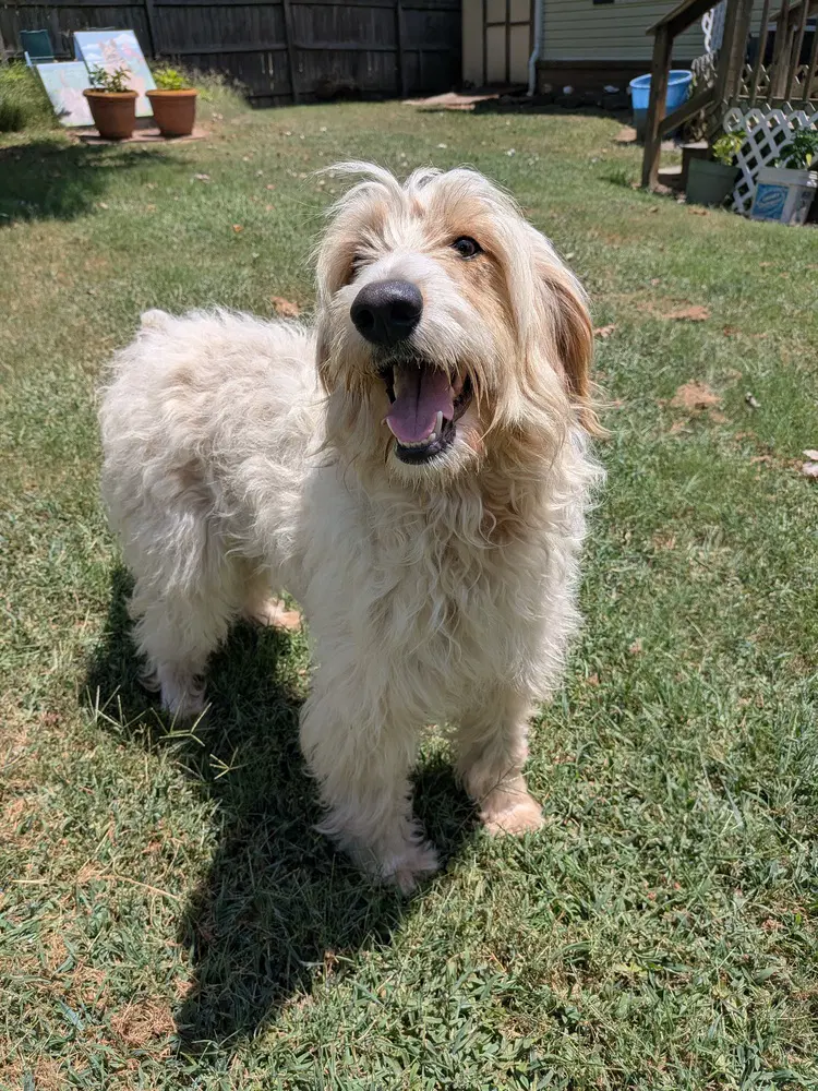 Holly - Poodle (Standard)