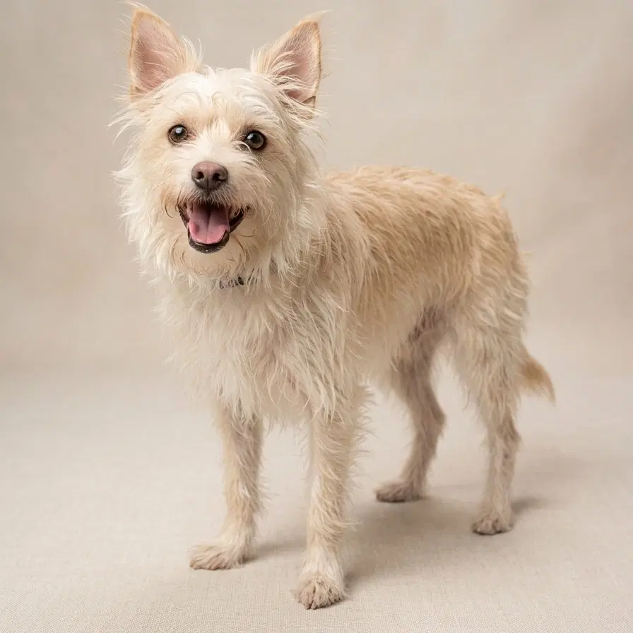 Wheeler - Terrier
