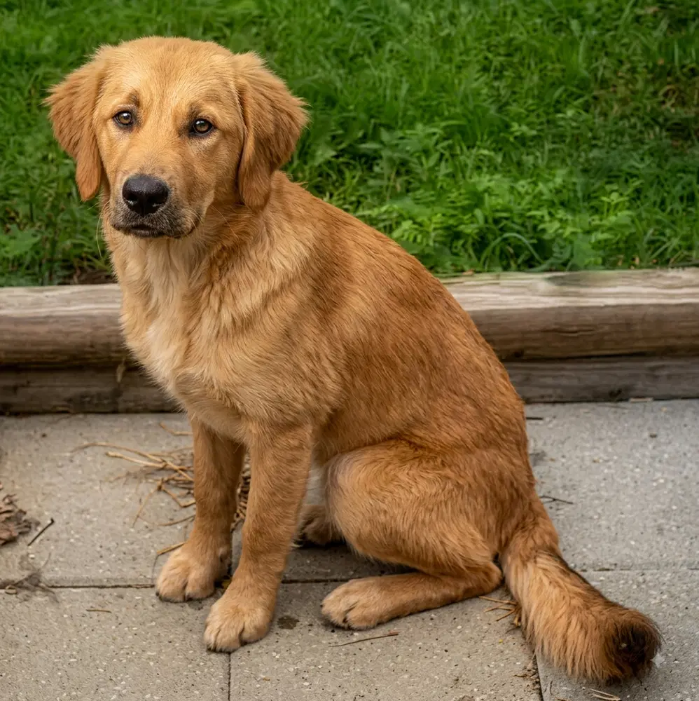 Kiya - Golden Retriever