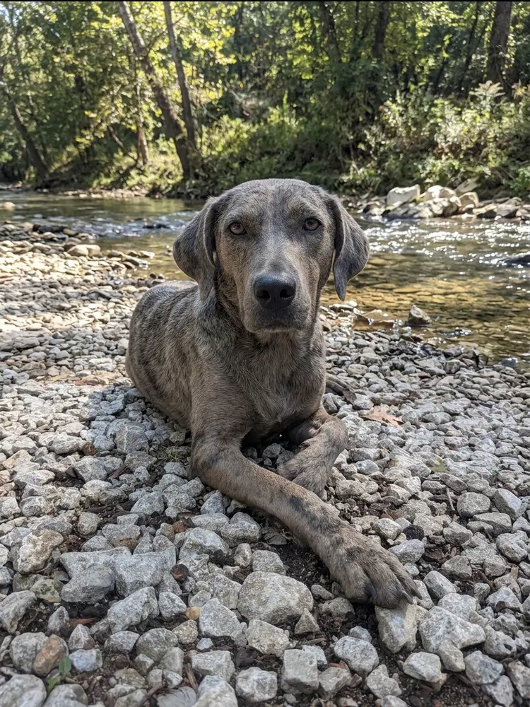 Tosie - Catahoula Leopard Dog
