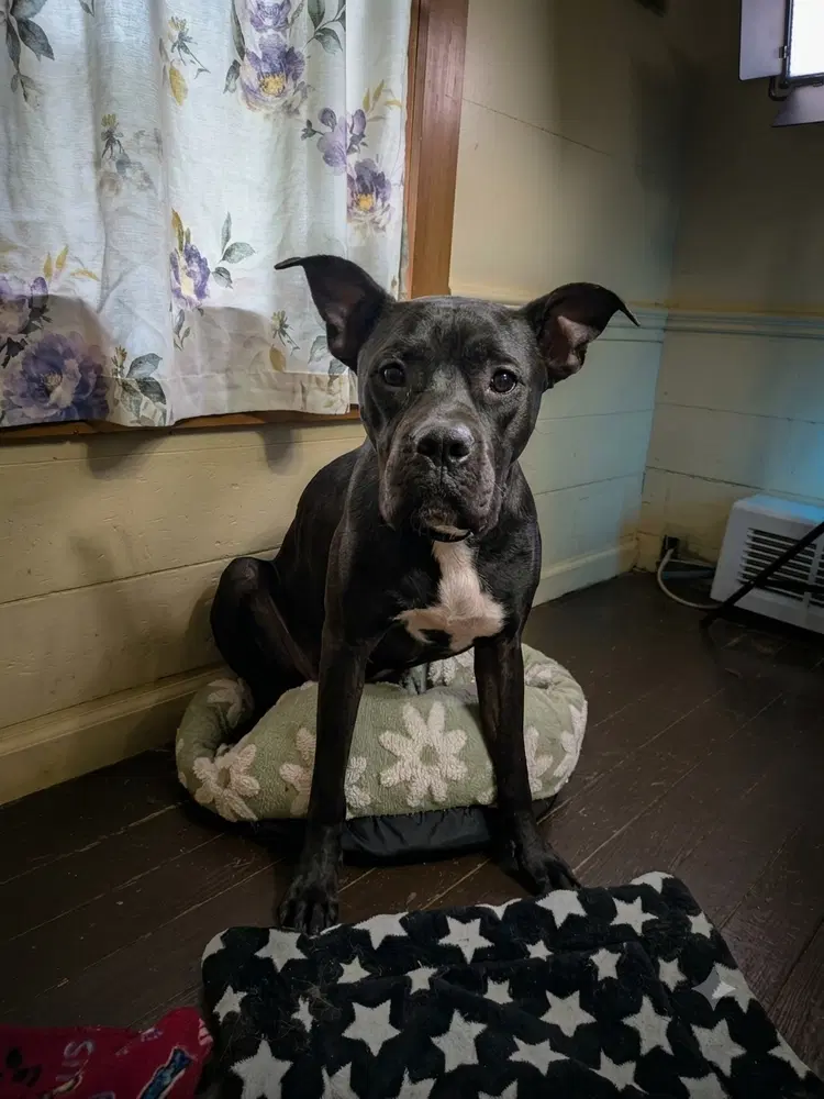 Duggie - Boxer
