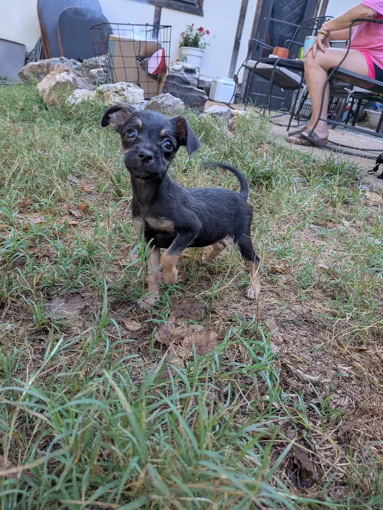Rolo - Chihuahua