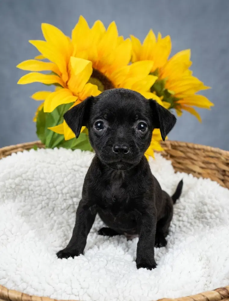 Merci - Chihuahua