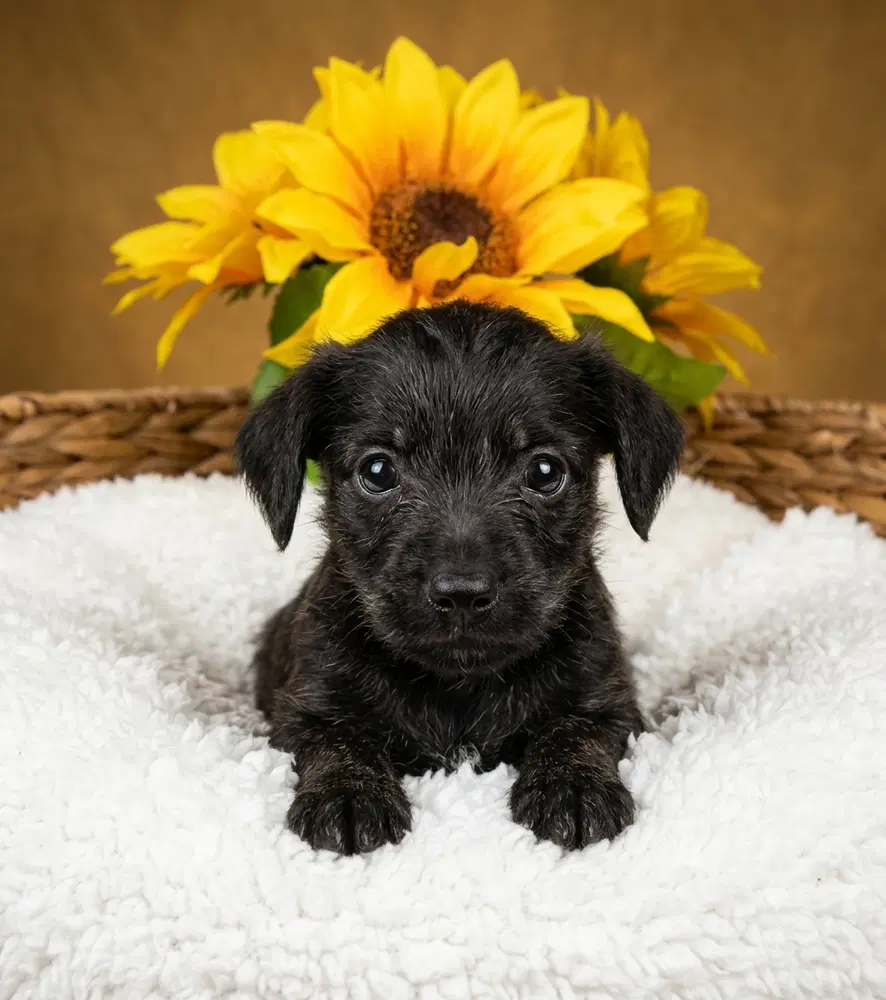 Duplo - Chihuahua