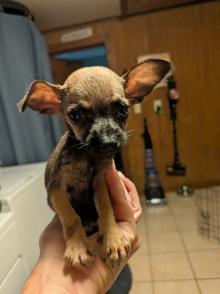Stomp - Chihuahua