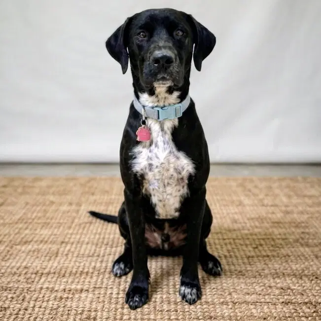 Oliver - Labrador Retriever