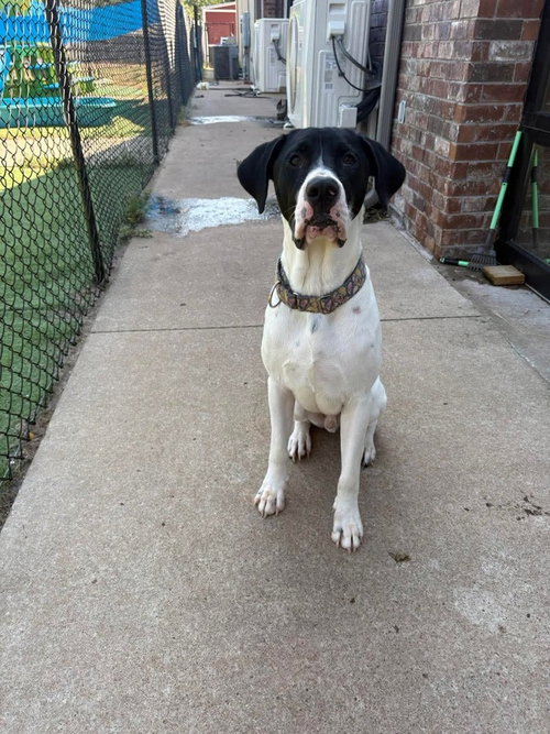 Baki, a dog for adoption from The Big Mutt Network