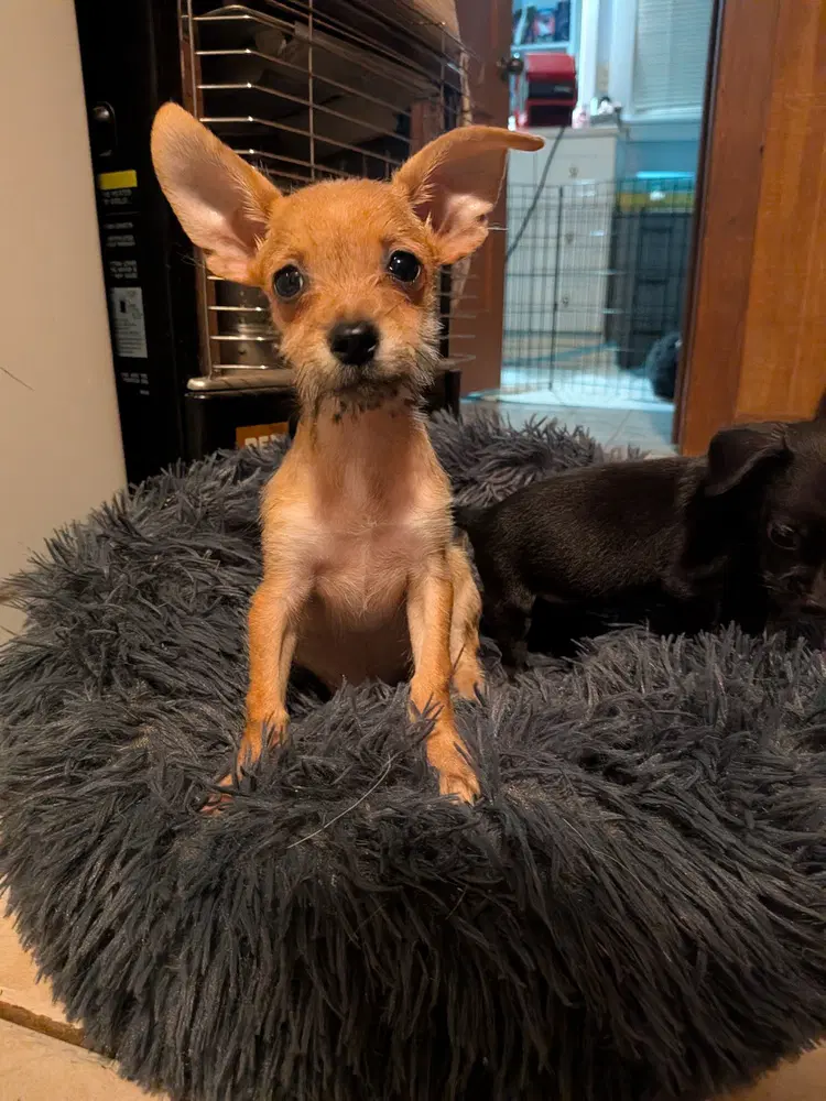 Canoli - Chihuahua