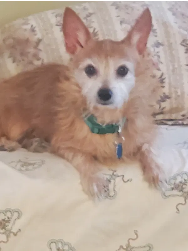 Harley - Terrier