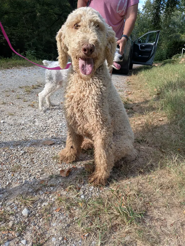 Latte - Poodle (Standard)