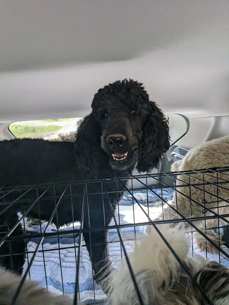 Sally - Poodle (Standard)