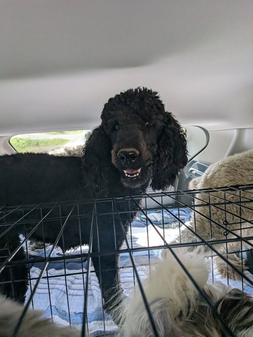 Juniper, a dog for adoption from The Big Mutt Network