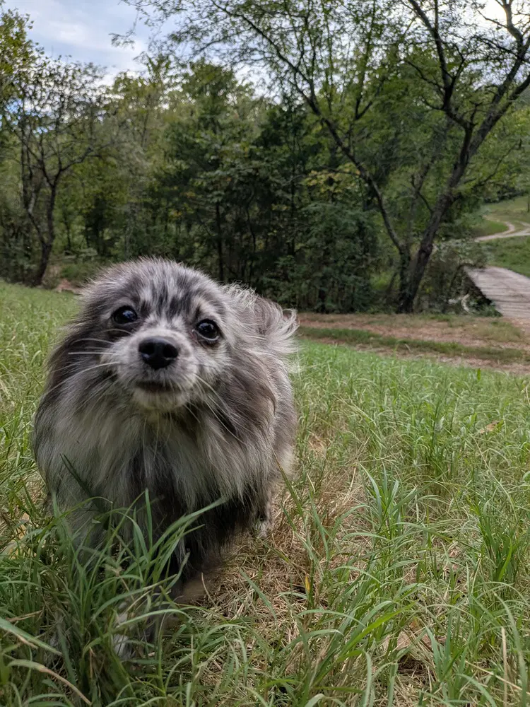 Gillie - Pomeranian