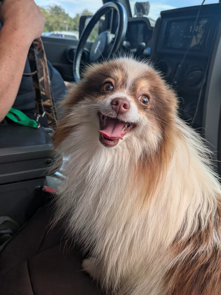 Rip