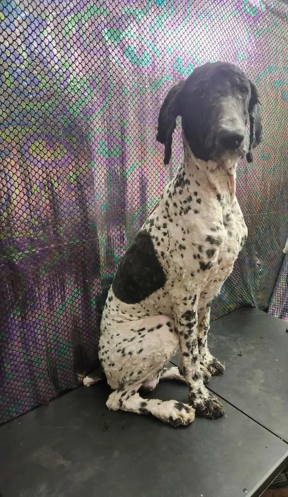 Slick - Poodle (Standard)