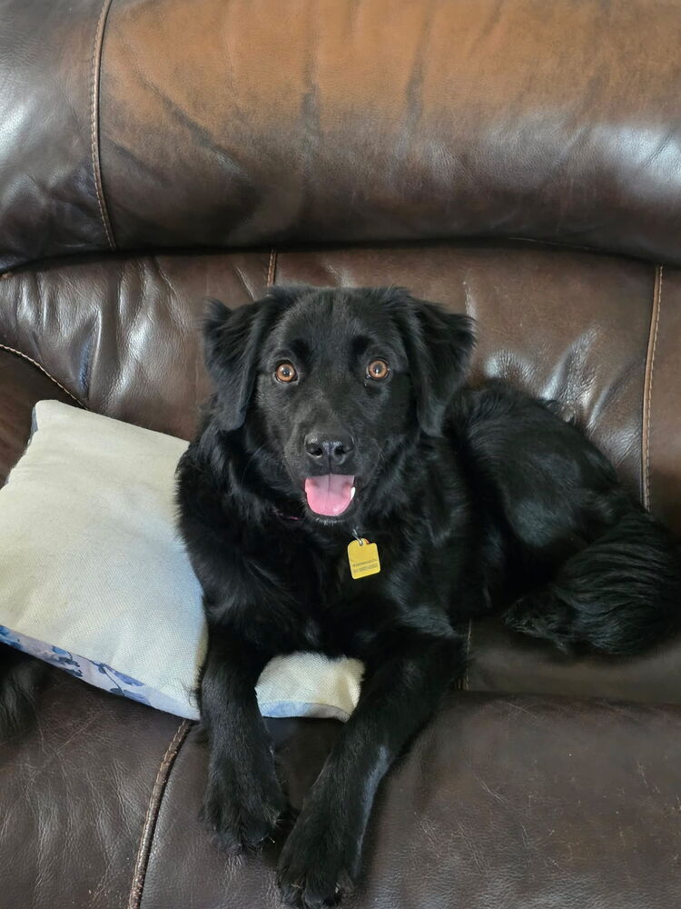 Poppy, Poodle (Standard)