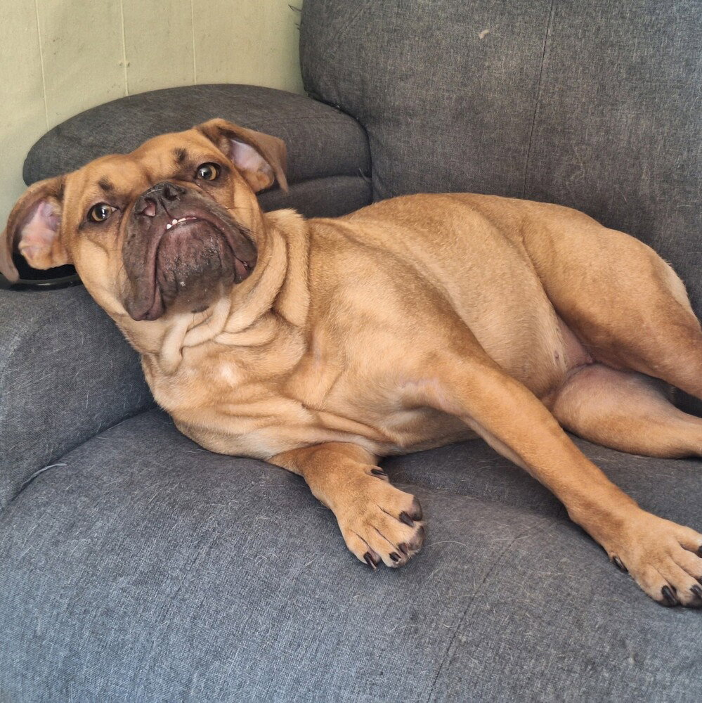 Dolly, Bulldog