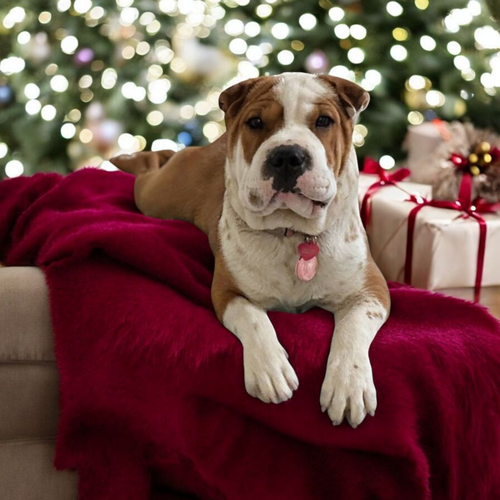 Pearl Jam, a dog for adoption from The Big Mutt Network