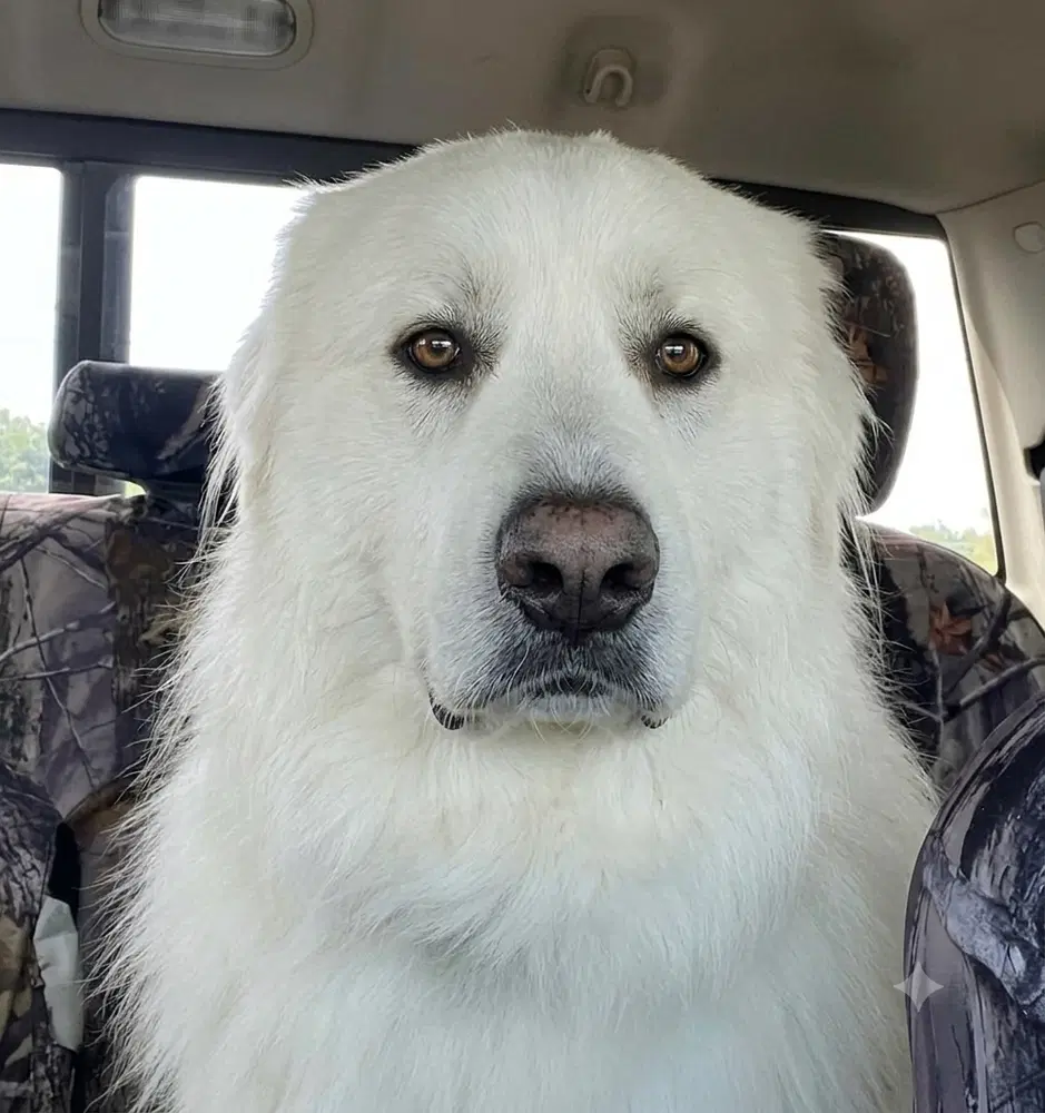Hobie - Great Pyrenees