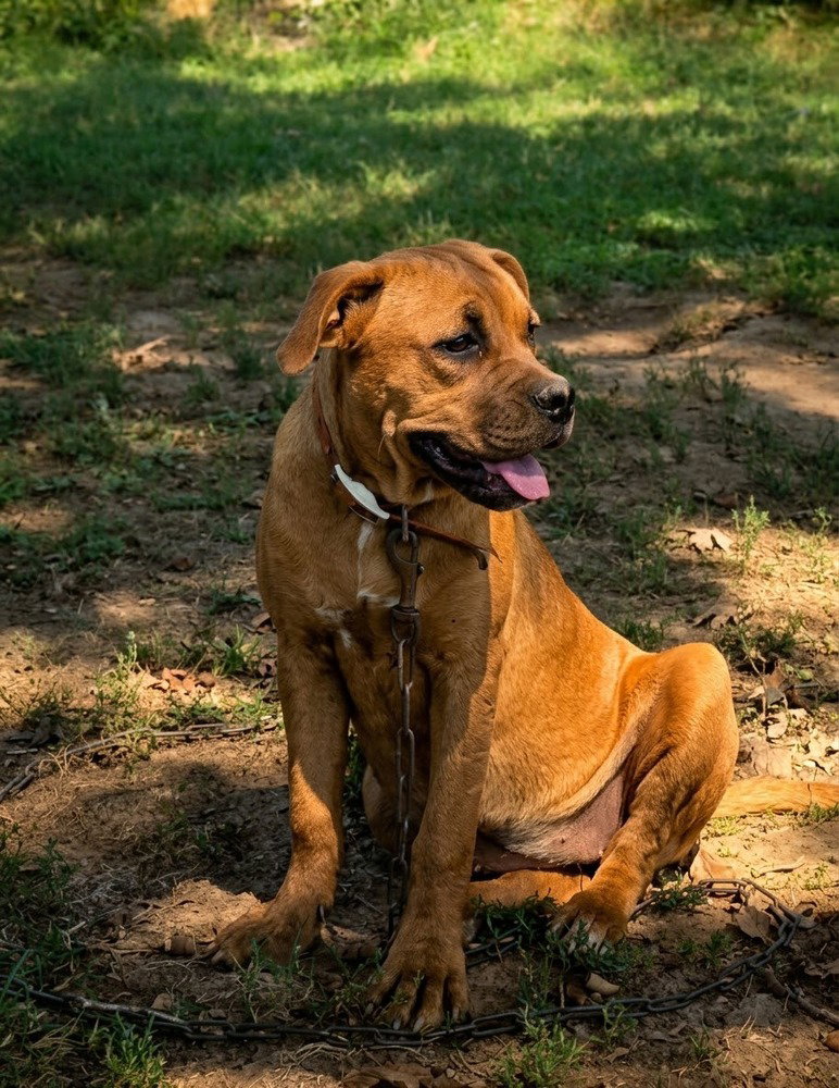Roo, Cane Corso Mastiff