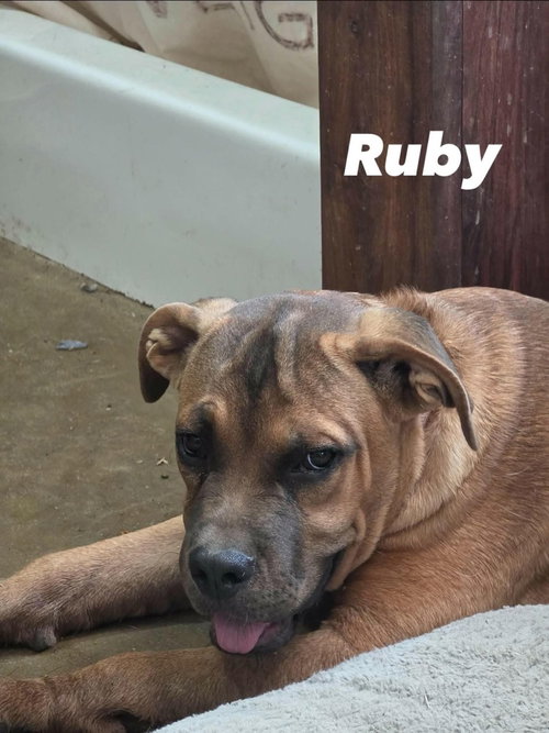 Photo 2 of Ruby
