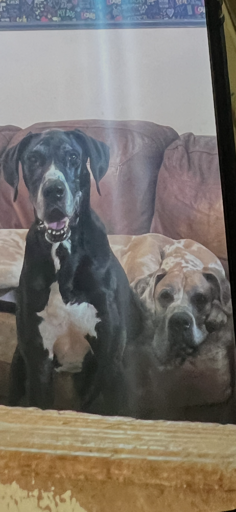 Ragnar, a dog for adoption from The Big Mutt Network