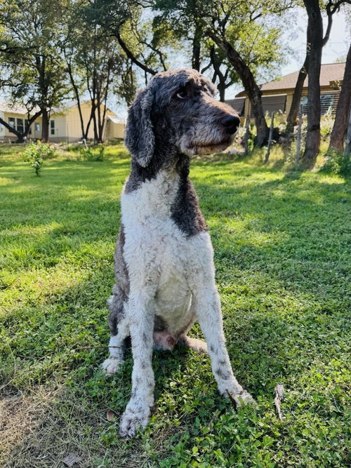 Shadow, a dog for adoption from The Big Mutt Network