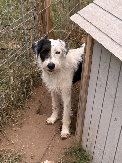 Lucy, a dog for adoption from The Big Mutt Network