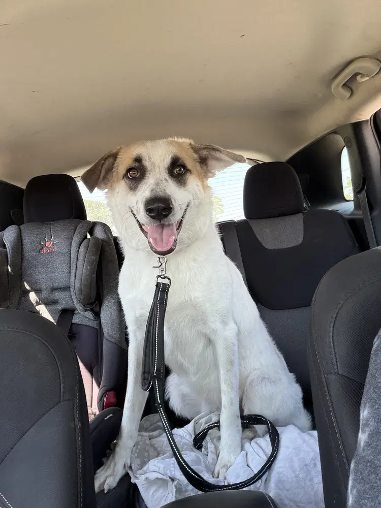 Sweet Pea - Great Pyrenees