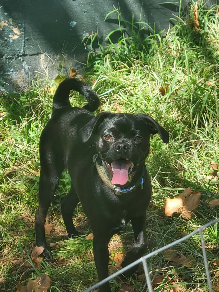 Earl - Pug