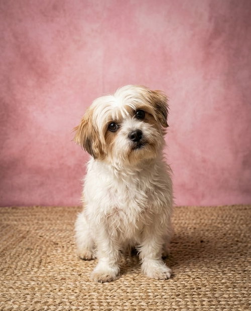 Mallow, a dog for adoption from The Big Mutt Network
