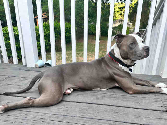 Pit Bull