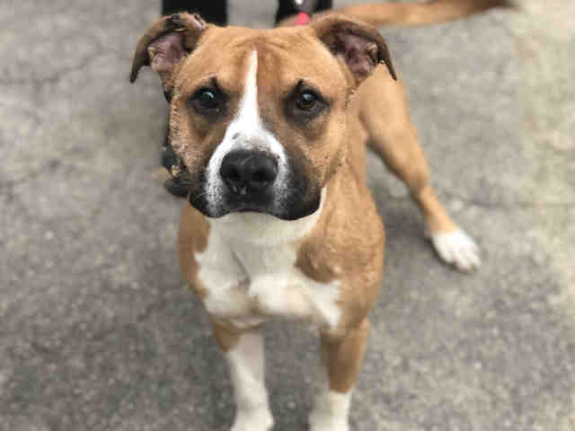 Pit Bull